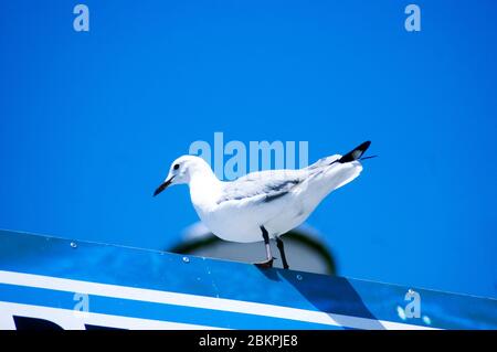 Une colombe de libération, également appelée pigeon blanc, est une colombe de roche domestique (Columba livia domestica) élevée pour la petite taille et la coloration blanche qui est la libération Banque D'Images