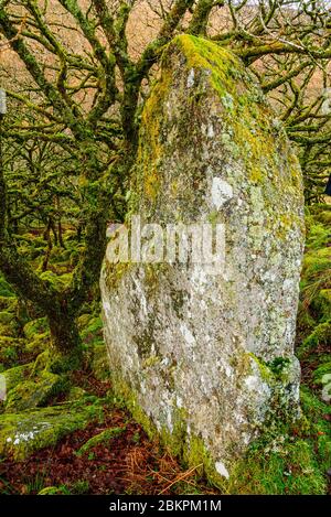 Wistman's Wood un petit reste de forêts anciennes sur Devon Dartmoor Banque D'Images