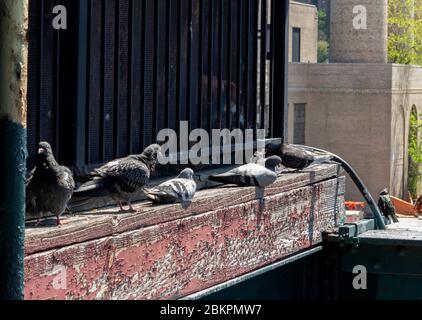 un groupe de pigeons de roche peu bouffieux qui rôde sur une perge de bois abîmé. Certains sont assis, certains debout ou perchés; c'est-à-dire des colombes de roche, des pigeons communs Banque D'Images