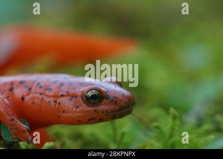 Une salamandre rouge juvénile (Pseudotriton ruber) du Kentucky Banque D'Images