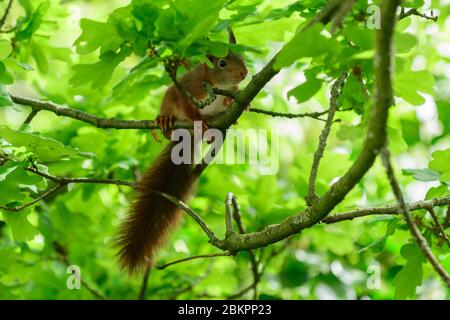 Les Ecureuils Un Nid Dans Un Arbre A New Haven New York Usa Photo Stock Alamy