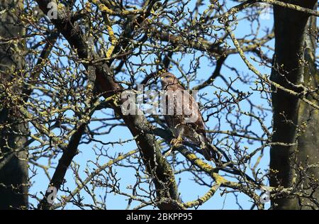 Bumbouard commun, buteo buteo, perché dans un arbre. Banque D'Images