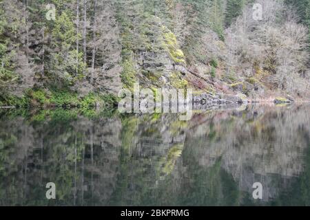 Le rivage forestier du lac Harrison se reflète dans les eaux fixes, près de Harrison Hot Springs, en Colombie-Britannique, au Canada. Banque D'Images