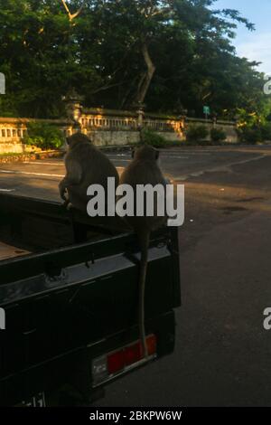 La macaque à queue longue se trouve à l'arrière d'un camion et mange des fruits tropicaux. Primate mâle gris avec banane à la main. Singe mangeant de la banane. Un singe est assis Banque D'Images