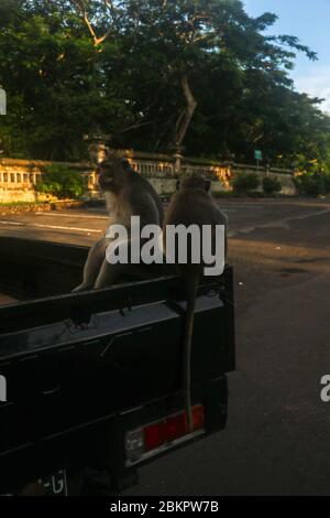 La macaque à queue longue se trouve à l'arrière d'un camion et mange des fruits tropicaux. Primate mâle gris avec banane à la main. Singe mangeant de la banane. Un singe est assis Banque D'Images