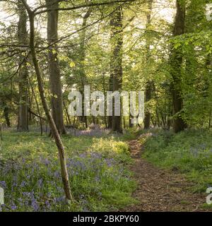 Bluebell Woods près de Portbury, Bristol, Royaume-Uni Banque D'Images