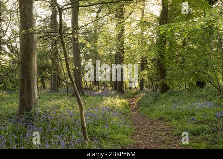 Bluebell Woods près de Portbury, Bristol, Royaume-Uni Banque D'Images