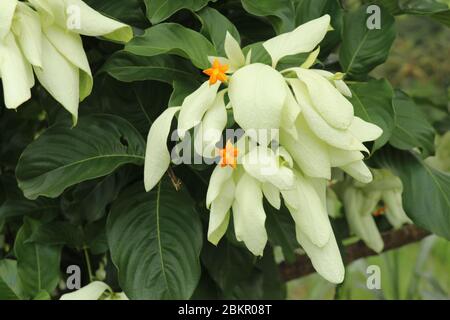 Macro de belle fleur jaune de Mussaenda. Espèce blanche fleurs de Mussaenda aux fleurs d'orange. Mussaenda Don Luz Mag Say Say, Don Tringing, Mussaenda Banque D'Images