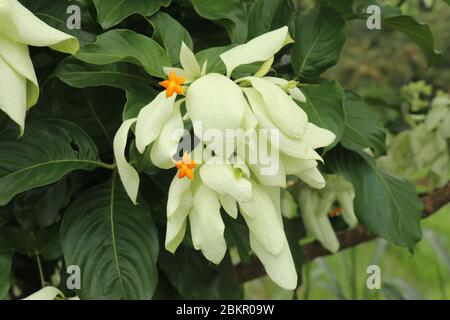 Macro de belle fleur jaune de Mussaenda. Espèce blanche fleurs de Mussaenda aux fleurs d'orange. Mussaenda Don Luz Mag Say Say, Don Tringing, Mussaenda Banque D'Images