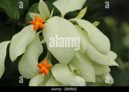 Macro de belle fleur jaune de Mussaenda. Espèce blanche fleurs de Mussaenda aux fleurs d'orange. Mussaenda Don Luz Mag Say Say, Don Tringing, Mussaenda Banque D'Images