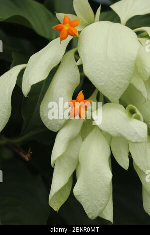 Macro de belle fleur jaune de Mussaenda. Espèce blanche fleurs de Mussaenda aux fleurs d'orange. Mussaenda Don Luz Mag Say Say, Don Tringing, Mussaenda Banque D'Images