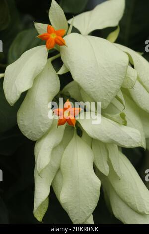 Macro de belle fleur jaune de Mussaenda. Espèce blanche fleurs de Mussaenda aux fleurs d'orange. Mussaenda Don Luz Mag Say Say, Don Tringing, Mussaenda Banque D'Images