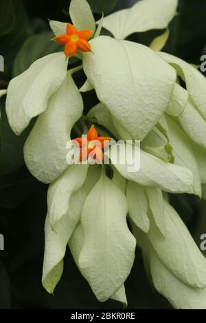 Macro de belle fleur jaune de Mussaenda. Espèce blanche fleurs de Mussaenda aux fleurs d'orange. Mussaenda Don Luz Mag Say Say, Don Tringing, Mussaenda Banque D'Images