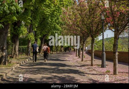 La célèbre promenade Toth Arpad dans le quartier du château de Buda au printemps avec des cerisiers en fleurs. Budapest, Europe. Banque D'Images