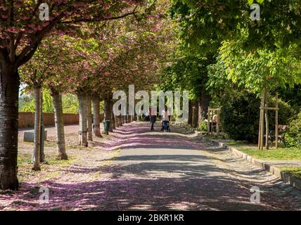 La célèbre promenade Toth Arpad dans le quartier du château de Buda au printemps avec des cerisiers en fleurs. Budapest, Europe. Banque D'Images