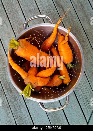 Passoire en métal contenant des carottes cultivées dans un potager sur une table en bois. Banque D'Images