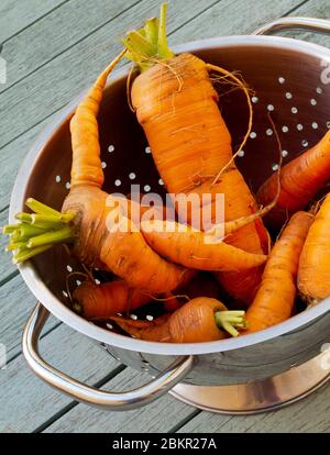 Passoire en métal contenant des carottes cultivées dans un potager sur une table en bois. Banque D'Images