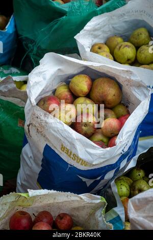 Fabrication de cidre dans le village de Prawle est, Devon, sacs de pommes prêts pour la presse Banque D'Images