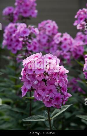 Phlox paniculata Eva Cullum Banque D'Images