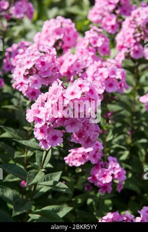 Phlox paniculata Eva Cullum Banque D'Images