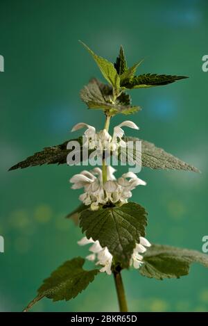 France, territoire de Belfort, Belfort, potager, album de Lamium Banque D'Images