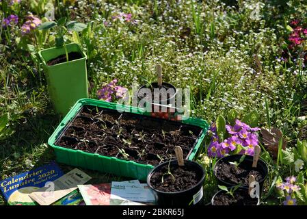 France, territoire de Belfort, Belfort, potager, préparation de semis au printemps, poivre, tomate cerise Banque D'Images