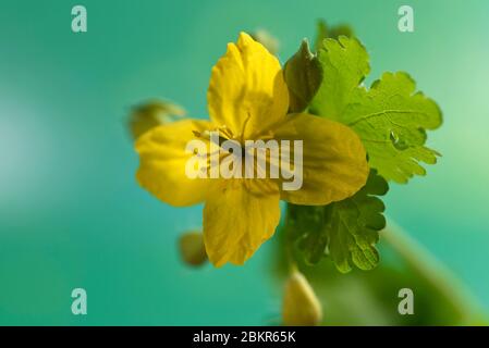 France, territoire de Belfort, Belfort, potager, Chelidonium majus, fleurs Banque D'Images