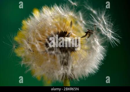 France, territoire de Belfort, Belfort, jardin, prairie, pissenlit (Taraxacum sp.), achènes à crête Banque D'Images