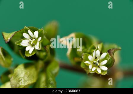 France, territoire de Belfort, Belfort, potager, sur terre en avril, Stellaria media, fleur Banque D'Images