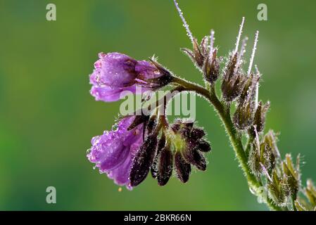 France, territoire de Belfort, Belfort, potager, Symphytum officinale, fleurs Banque D'Images