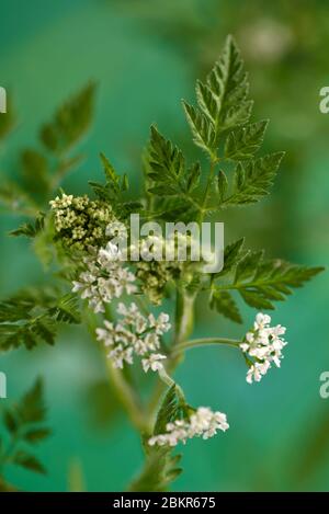 France, territoire de Belfort, Belfort, potager, cerfeuil commun (Anthriscus cerefolium) Banque D'Images