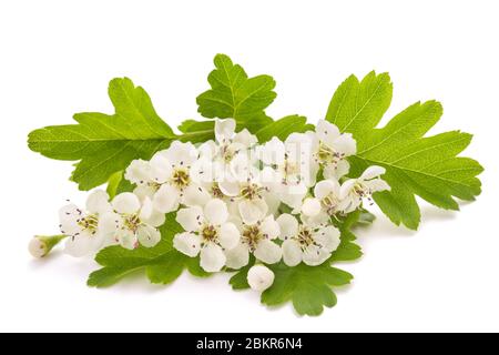 L'aubépine (Crataegus monogyna) fleurs isolé sur fond blanc Banque D'Images