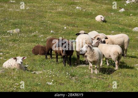 Suisse, Valais, Vallée de la Trient, Finhaut, Lac d'Emosson, Pointe de la terrasse, moutons Banque D'Images