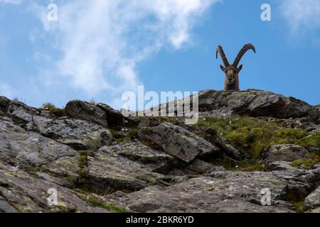 Suisse, Valais, Vallée de la Trient, Finhaut, Lac d'Emosson, Pointe de la terrasse, Ibex alpin Capra ibex Banque D'Images