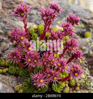 Suisse, Valais, Vallée de la Trient, Finhaut, Lac d'Emosson, Pointe de la terrasse, montagnes Sempervivum Banque D'Images