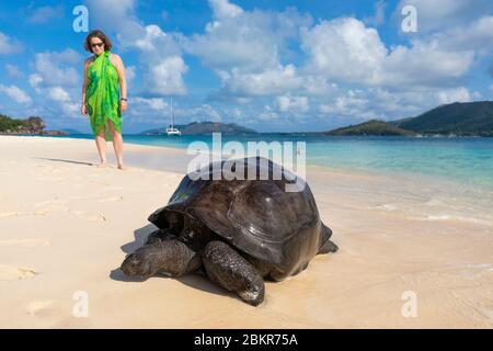 Seychelles, île Curieuse, femme à la recherche d'une tortue géante sur la plage de San Jose Banque D'Images