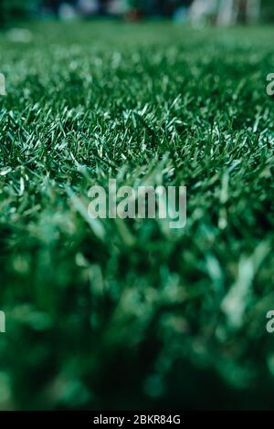 Pelouse verte luxuriante dans un look tendance, gazon sportif, gazon de football, prairie Banque D'Images