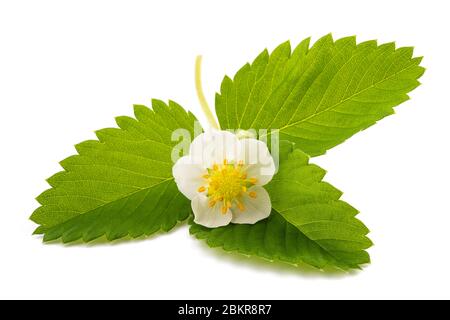 fraise avec fleur isolée sur fond blanc Banque D'Images