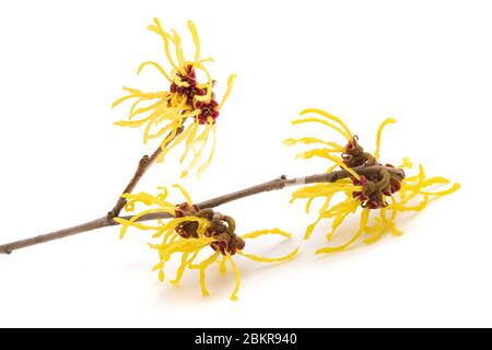 La fleur de sorcière américaine est isolée sur fond blanc Banque D'Images