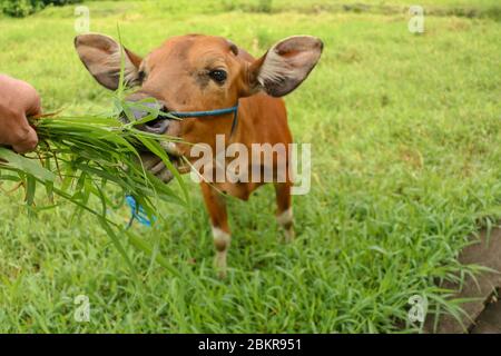 Un homme nourrit une vache brune couchée sur un champ avec une grande herbe. Un jeune génisse regarde l'objectif de l'appareil photo. Bovins de boucherie attachés avec une corde bleue. Vache à l'état pur et doux Banque D'Images