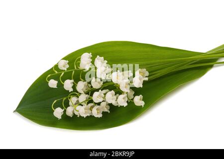 Lily de la vallée isolée sur fond blanc Banque D'Images