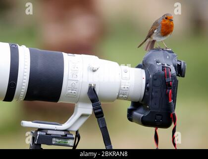 Un Robin européen (erithacus Rubecula) se présente sur l'appareil photo Canon d'un photographe de la faune et sur un téléobjectif 500 mm dans un jardin résidentiel britannique. Banque D'Images