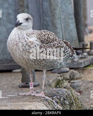 Great Black-Backed Gull, (Larus marinus) jeunes annelé, Newlyn Harbour, Cornwall, Angleterre, Royaume-Uni. Banque D'Images