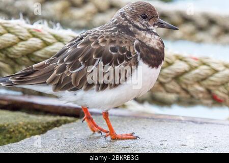 Ruddy Turnstone (Arenaria interprés), adulte en plumage d'hiver dans le port de Newlyn, Cornwall, Angleterre, Royaume-Uni. Banque D'Images