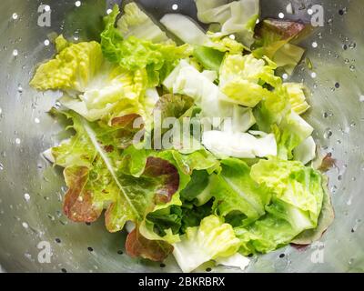 Salade verte fraîche mélangée de feuilles de laitue, dont salade de feuilles de chêne salade bol et laitue romaine dans une passoire Banque D'Images