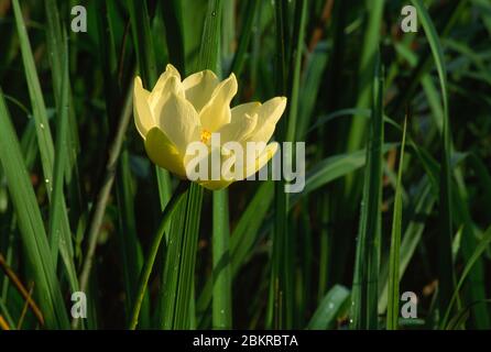Lily fleurit au lac Hale, dans le parc national de Brazos Bend, Texas Banque D'Images