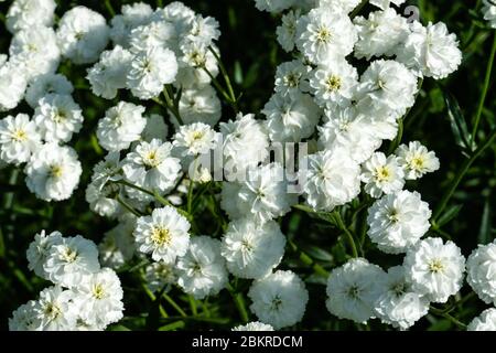 Iberis sempervirens plante à fleurs blanches. Fleur Iberis blanche printanière Banque D'Images