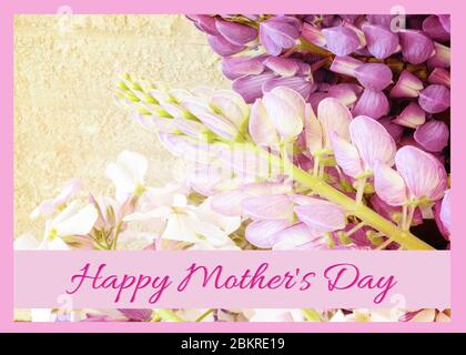 Concept de la fête des mères avec fleurs sauvages lupin. Banque D'Images