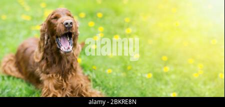 Bannière Web d'un chien Setter irlandais drôle comme rire en été Banque D'Images