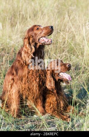 Joyeux amour de chien - beau Setters irlandais regardant dans l'herbe - concept d'amitié Banque D'Images